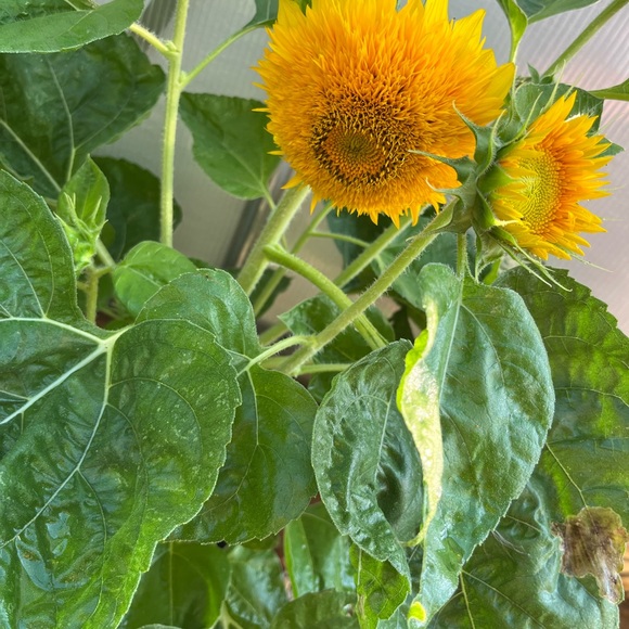 Meet your Posher, Donna - Picture 4 of 5